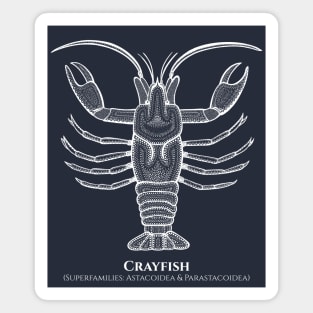 Crayfish with Common and Latin Names - detailed animal design Magnet